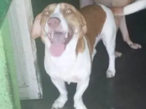 Cachorro raça SRD idade 1 ano nome nene