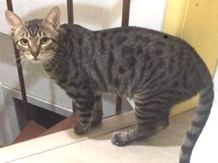 Gato ra a SRD idade 7 a 11 meses nome Tigrado