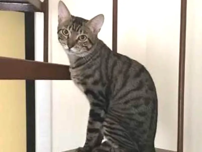 Gato ra a SRD idade 7 a 11 meses nome Tigrado