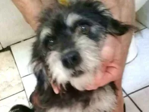 Cachorro raça  idade 2 anos nome Lully 