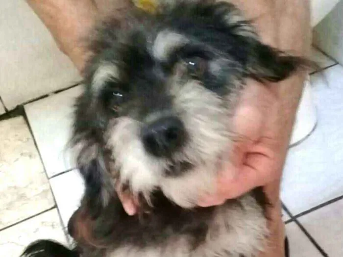 Cachorro ra a  idade 2 anos nome Lully 