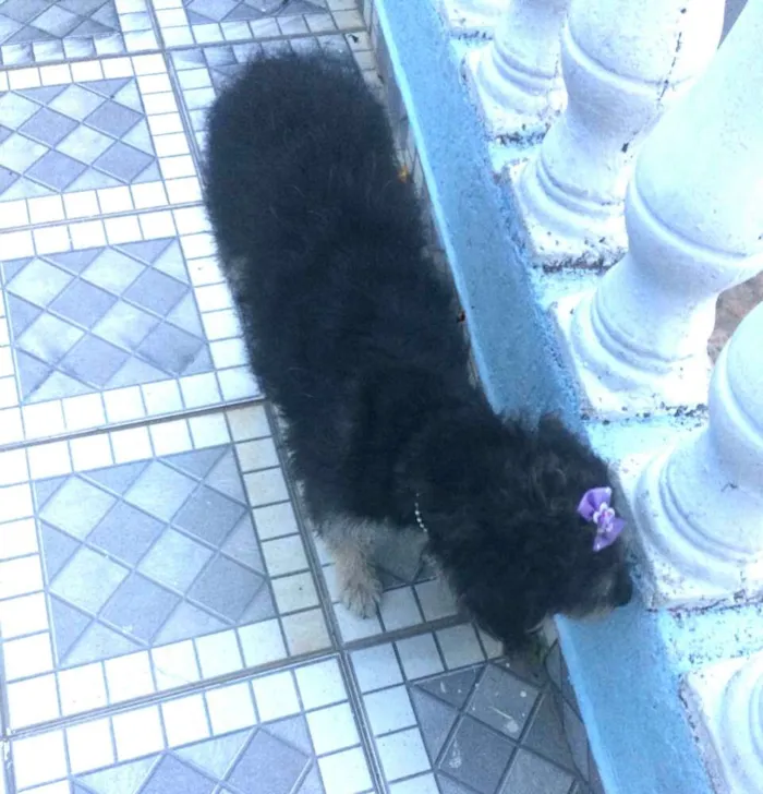 Cachorro ra a  idade 2 anos nome Lully 