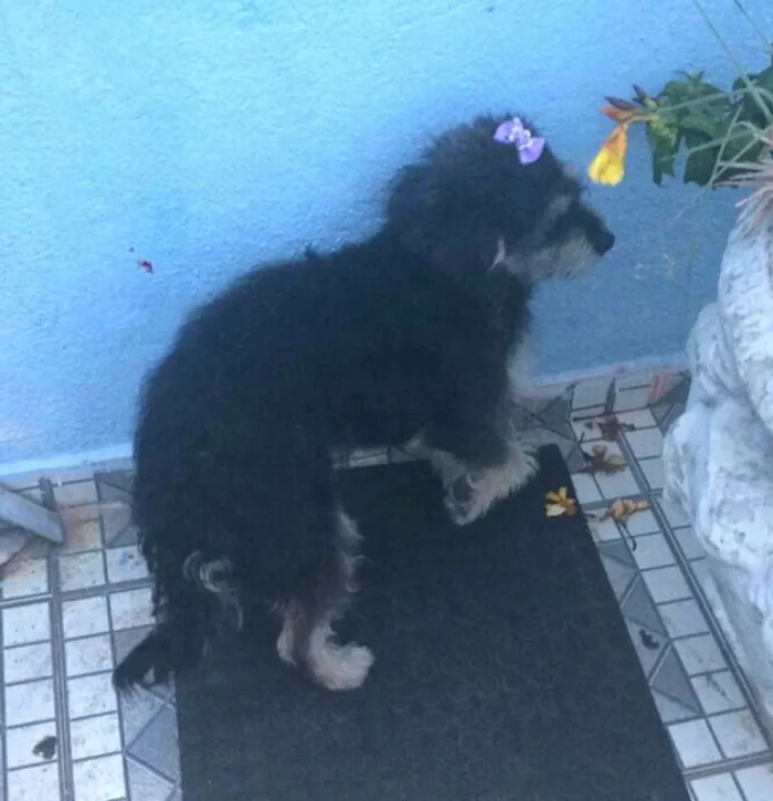 Cachorro ra a  idade 2 anos nome Lully 