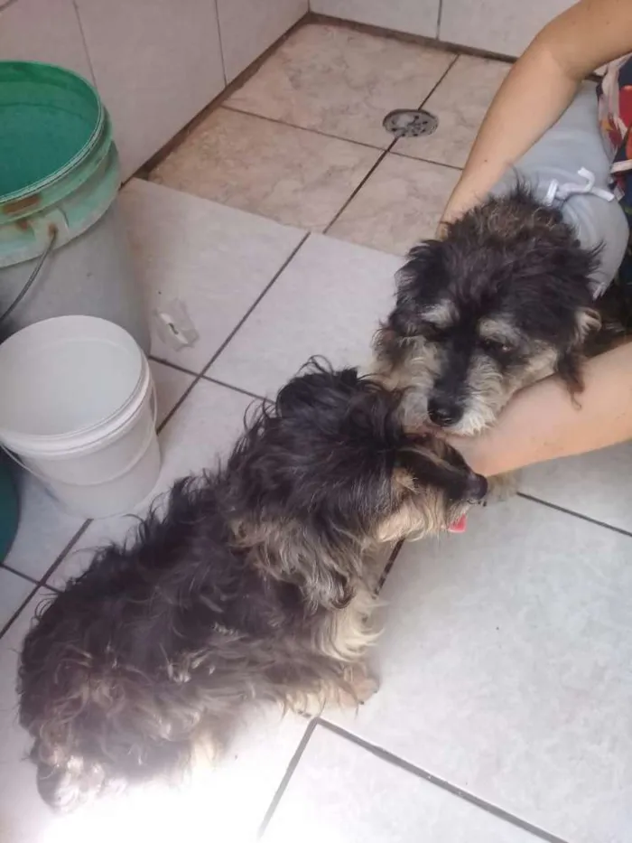 Cachorro ra a  idade 2 anos nome Lully 