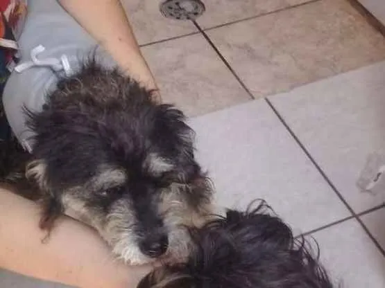 Cachorro ra a  idade 2 anos nome Lully 