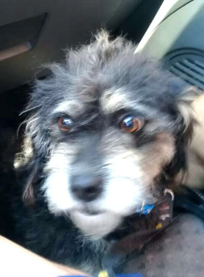 Cachorro ra a  idade 2 anos nome Lully 