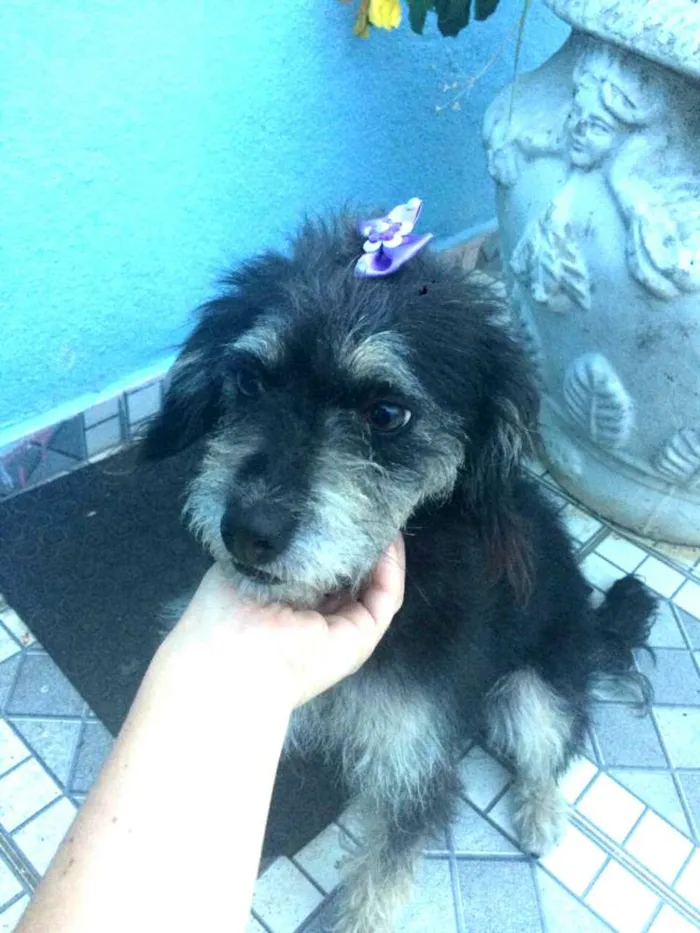 Cachorro ra a  idade 2 anos nome Lully 