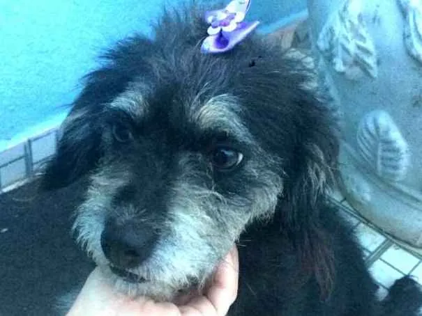 Cachorro ra a  idade 2 anos nome Lully 