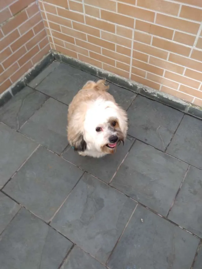 Cachorro ra a Lhasa Apso idade 4 anos nome Riquinho
