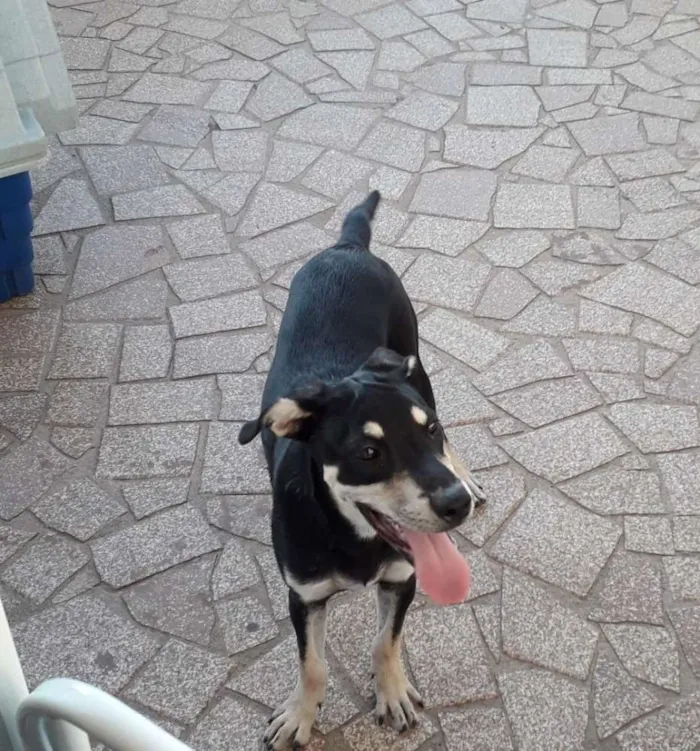 Cachorro ra a Srd  idade 2 a 6 meses nome Spike
