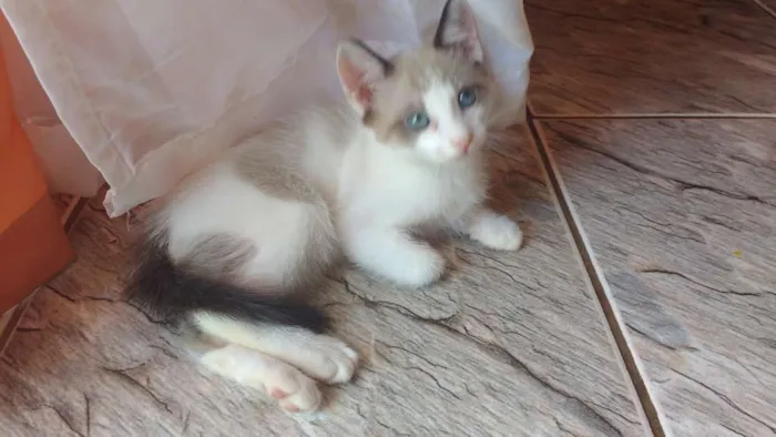 Gato raça Siamês idade 2 a 6 meses nome Tel