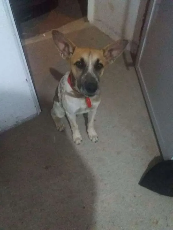 Cachorro ra a  idade 2 a 6 meses nome Jhow