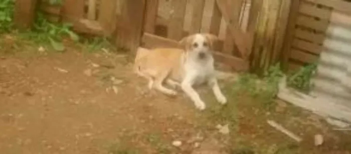 Cachorro ra a Não sei idade 2 anos nome Spaiknao