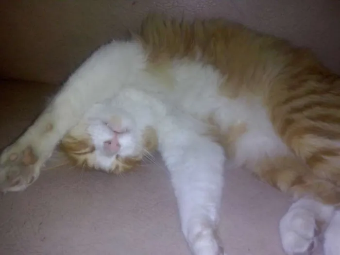 Gato ra a Sem raça definida idade 3 anos nome Belinha