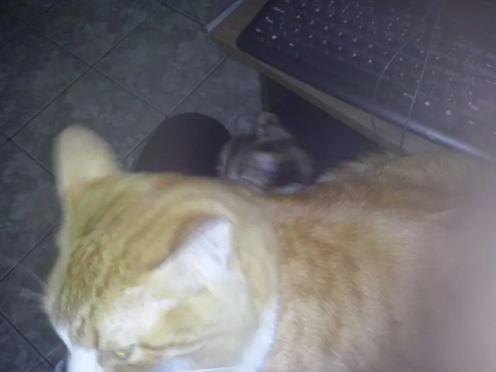 Gato ra a Sem raça definida idade 3 anos nome Belinha