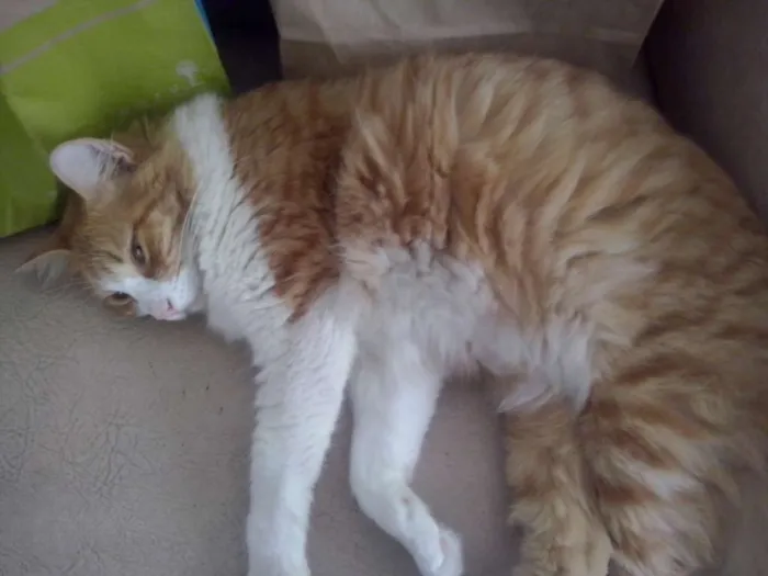 Gato ra a Sem raça definida idade 3 anos nome Belinha