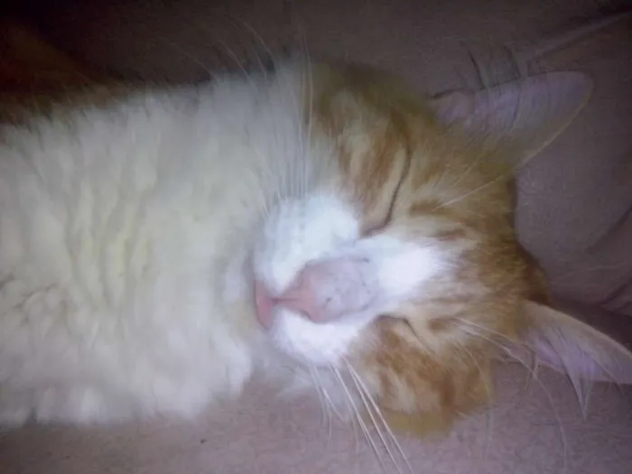 Gato ra a Sem raça definida idade 3 anos nome Belinha