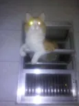 Belinha