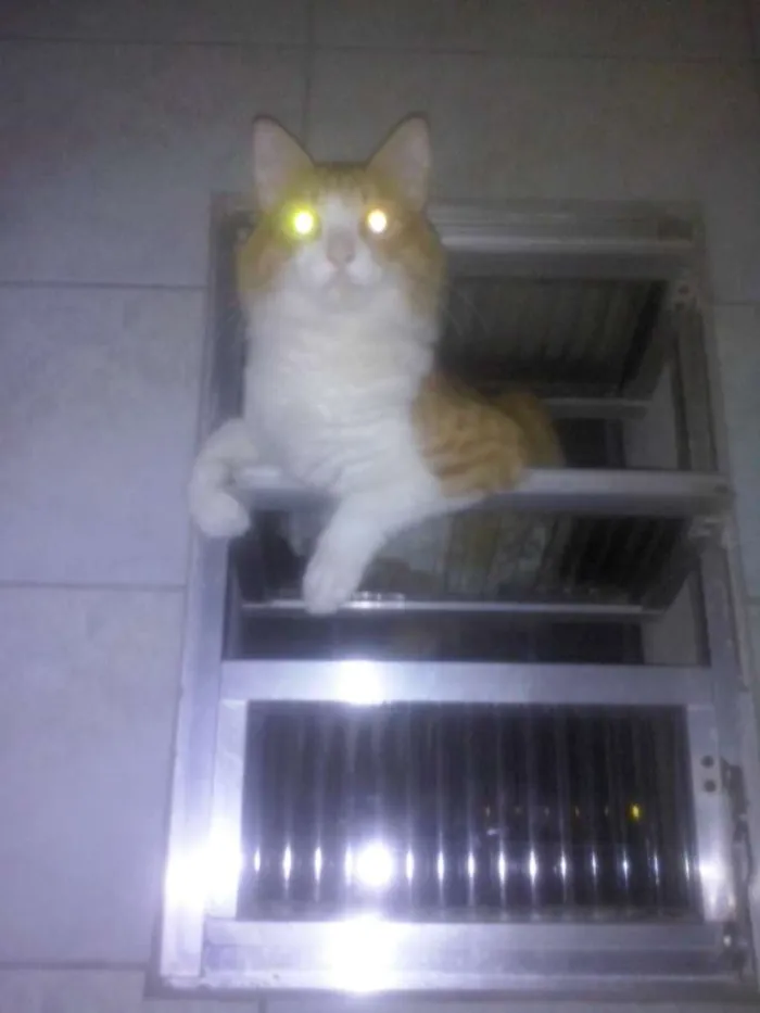 Gato ra a Sem raça definida idade 3 anos nome Belinha