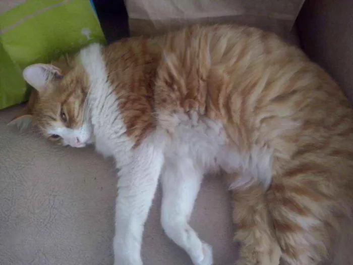 Gato ra a Sem raça definida idade 3 anos nome Belinha