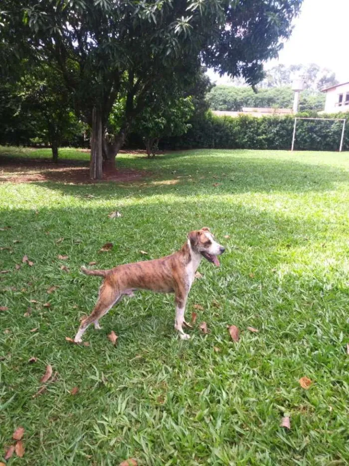 Cachorro ra a mestico boxer idade 2 anos nome spike