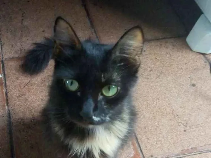Gato raça Mestiço idade 3 anos nome Maga