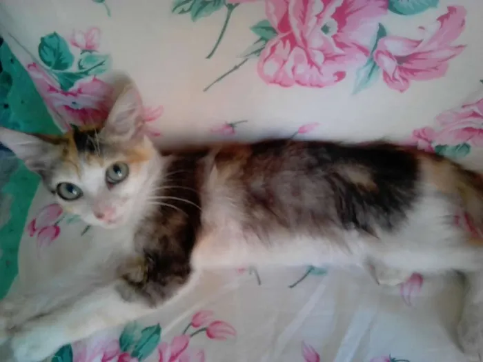 Gato raça SRD idade Abaixo de 2 meses nome Ciça