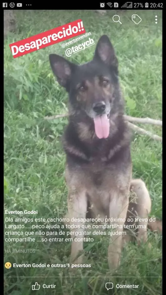 Cachorro ra a Pastor alemão capa preta idade 6 ou mais anos nome Boby