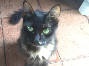 Gato raça Mestiço idade 3 anos nome Maga