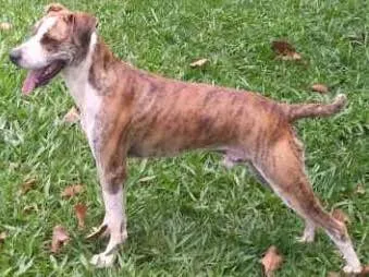 Cachorro ra a mestico boxer idade 2 anos nome spike