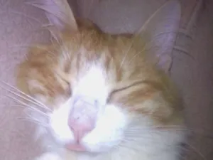 Gato raça Sem raça definida idade 3 anos nome Belinha