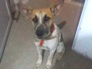 Cachorro raça  idade 2 a 6 meses nome Jhow