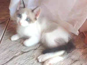 Gato raça Siamês idade 2 a 6 meses nome Tel