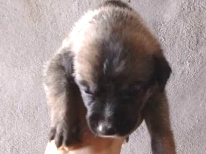 Cachorro ra a Indefinida idade 2 a 6 meses nome Sem nome