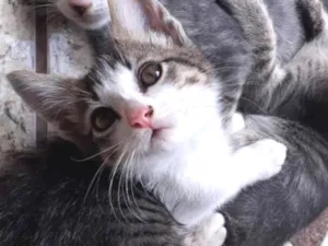 Gato raça  idade 2 a 6 meses nome Princesa