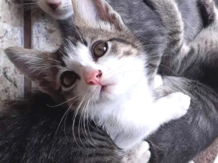 Gato ra a  idade 2 a 6 meses nome Princesa
