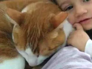 Gato raça Vira lata idade 6 ou mais anos nome Caramelo