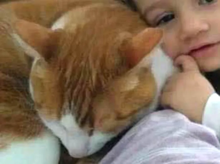 Gato ra a Vira lata idade 6 ou mais anos nome Caramelo