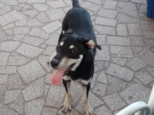 Cachorro raça Srd  idade 2 a 6 meses nome Spike