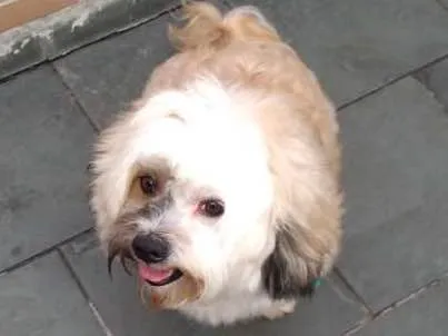 Cachorro ra a Lhasa Apso idade 4 anos nome Riquinho