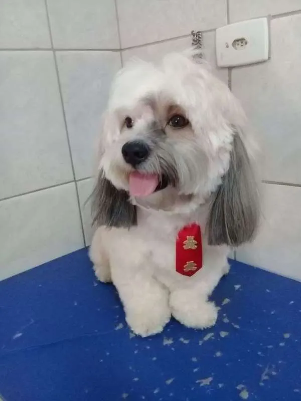 Cachorro ra a Lhasa Apso idade 4 anos nome Riquinho