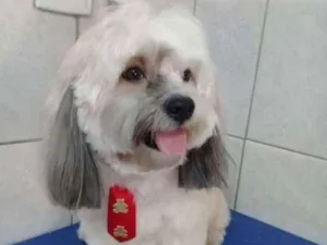 Cachorro raça Lhasa Apso idade 4 anos nome Riquinho