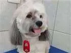 Cachorro raça Lhasa Apso idade 4 anos nome Riquinho