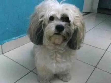 Cachorro ra a Lhasa Apso idade 4 anos nome Riquinho
