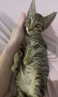 Dean