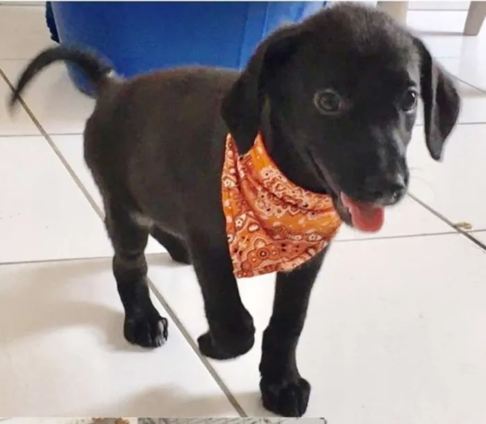Cachorro ra a SRD idade 2 a 6 meses nome BERNARDO