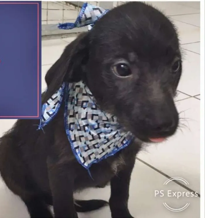 Cachorro ra a SRD idade  nome ROCCO
