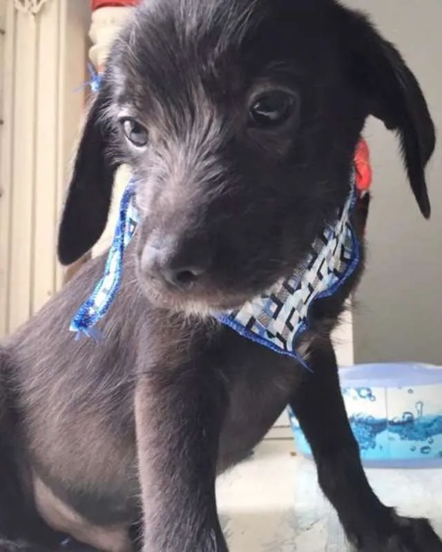 Cachorro ra a SRD idade  nome ROCCO