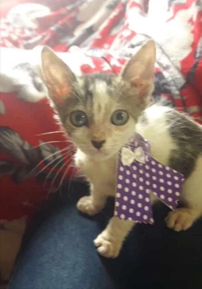 Gato ra a SRD idade 2 a 6 meses nome Nino, Sissi e Mimi