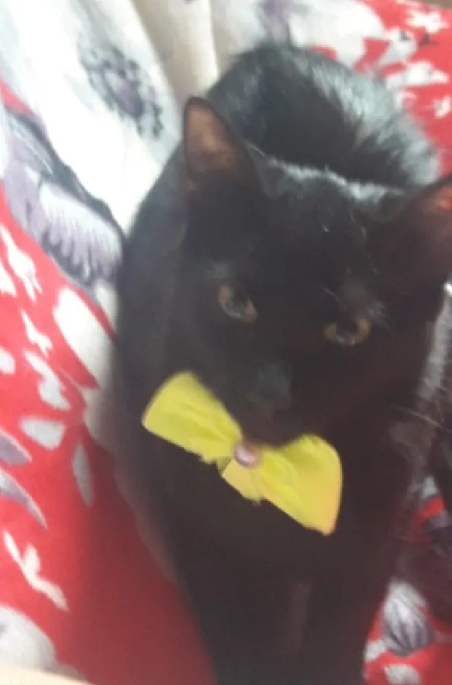 Gato ra a SRD idade 2 a 6 meses nome Nino, Sissi e Mimi